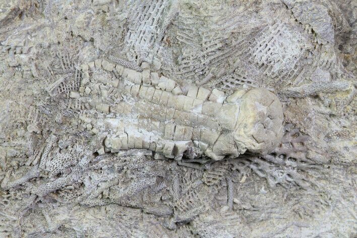 Fossil Crinoid (Phanocrinus) in Rock - Alabama #69059